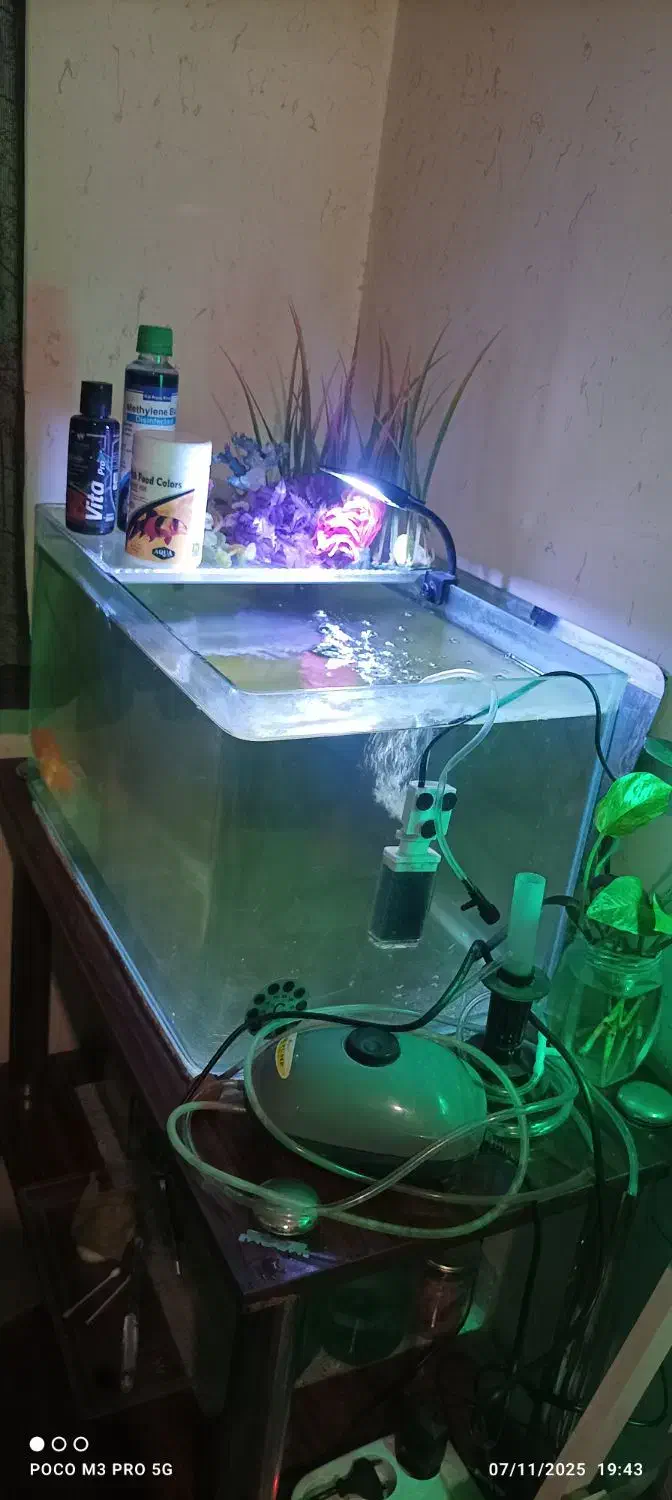 آکواریوم|ماهی|تهران, زنجان جنوبی|دیوار