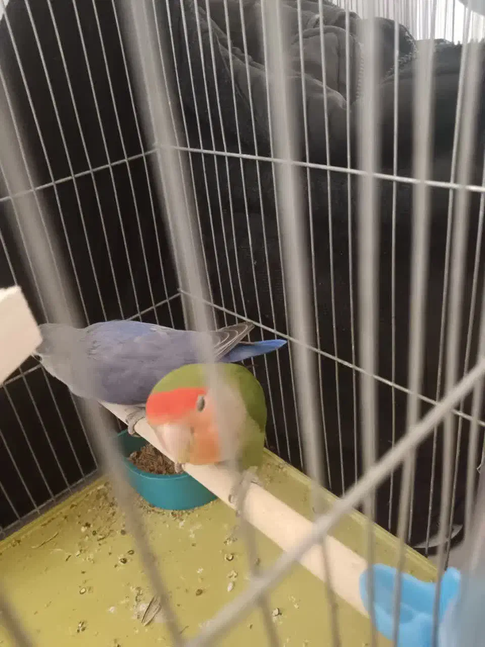 کوتوله|پرنده|تیران, |دیوار