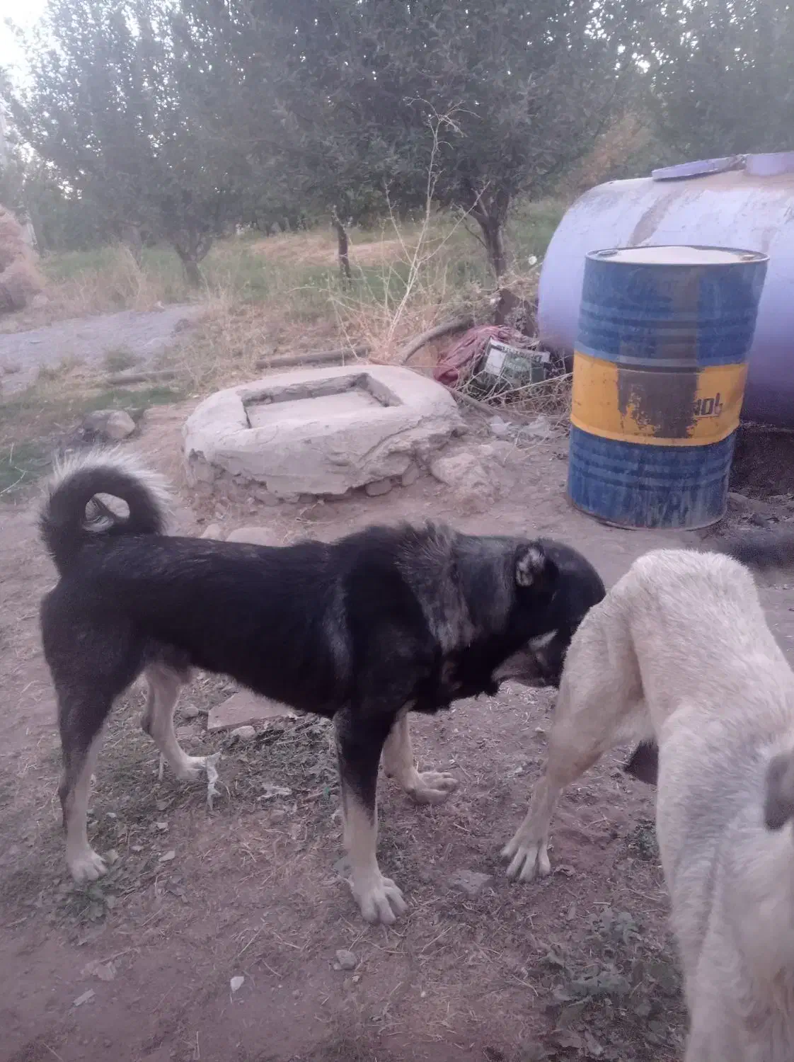 سگ عراقی|سگ|مراغه, |دیوار