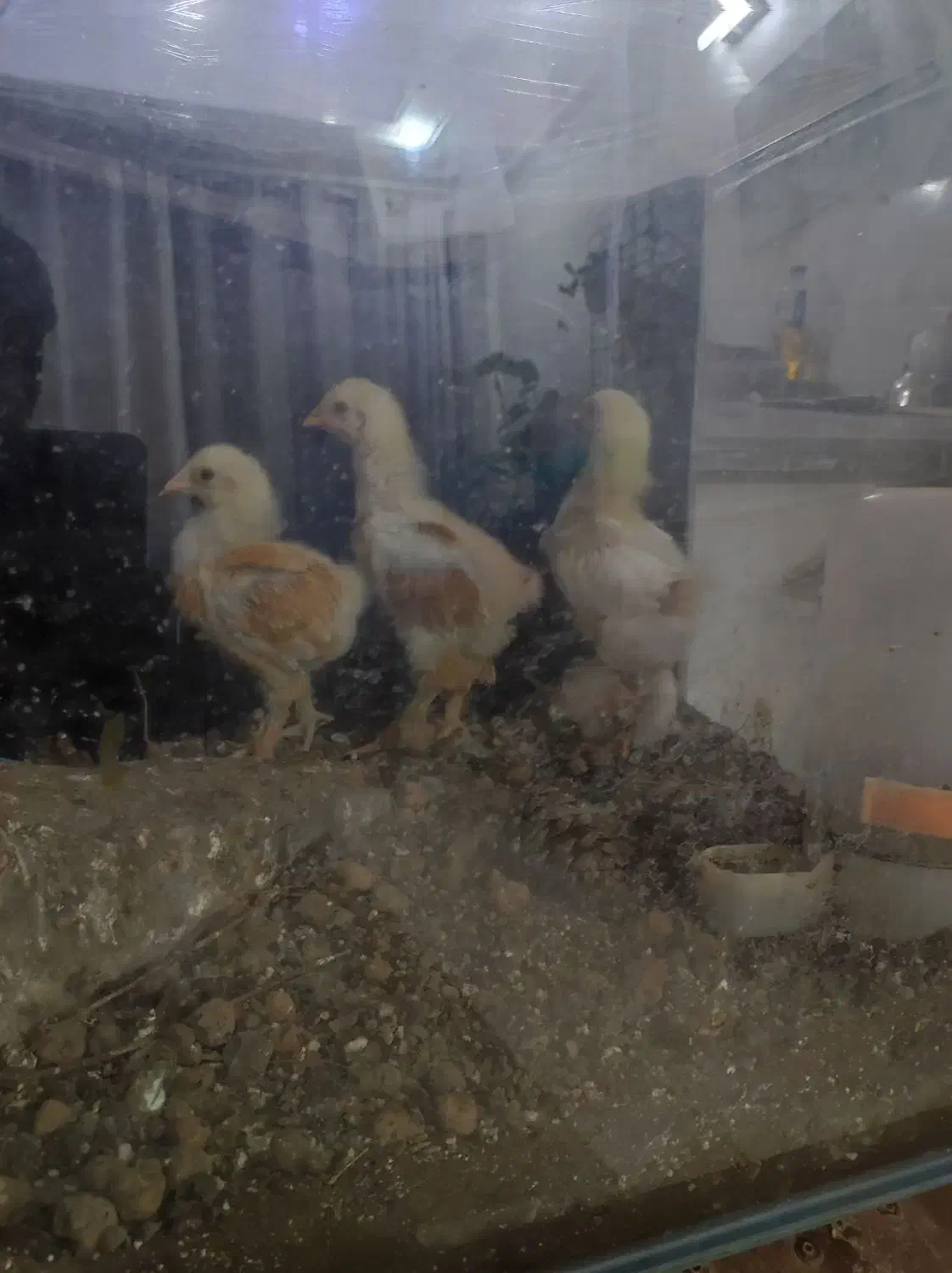 جوجه برهما|پرنده|اردکان, |دیوار