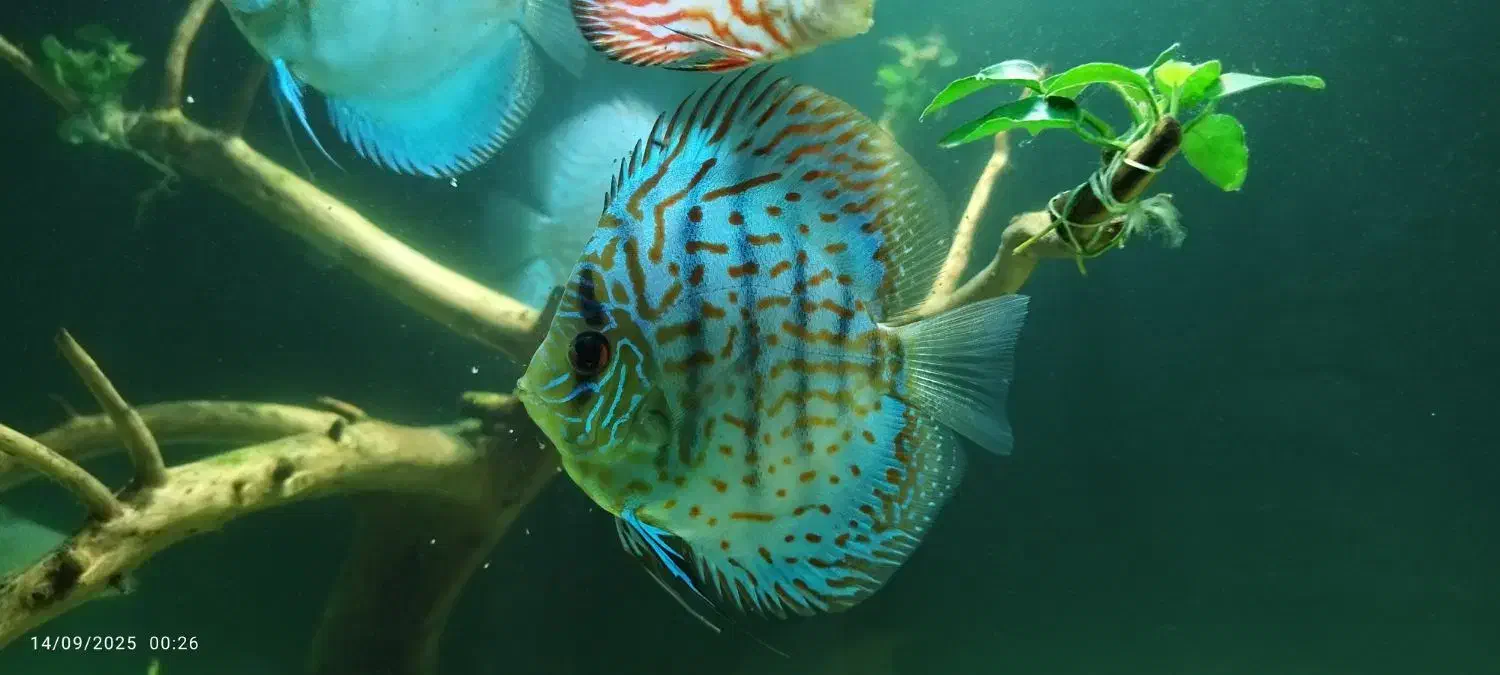 فروش یا تعویض تعدادی دیکس|ماهی|زنجان, |دیوار