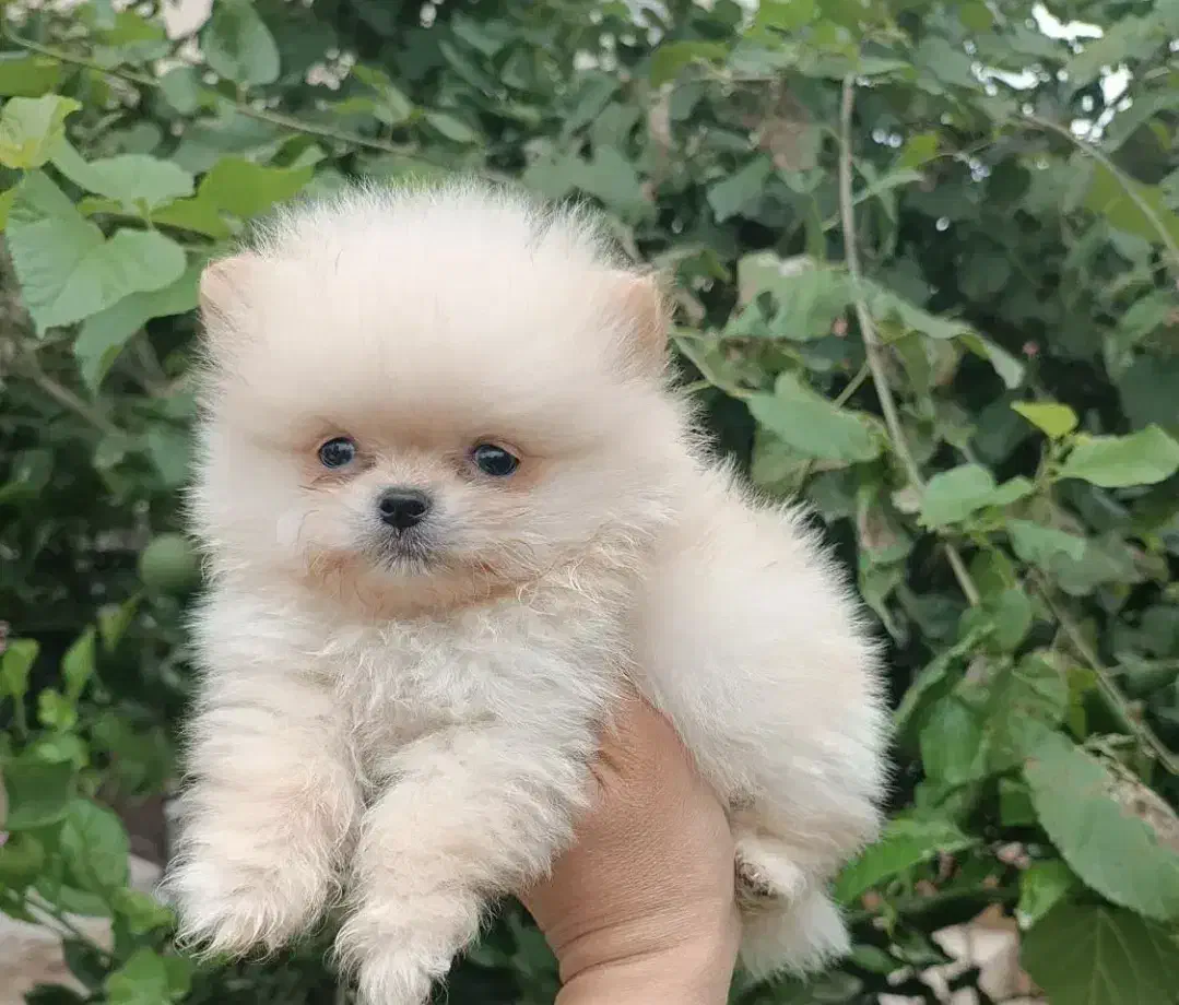 پامرخرسی|سگ|رشت, پل تالشان|دیوار