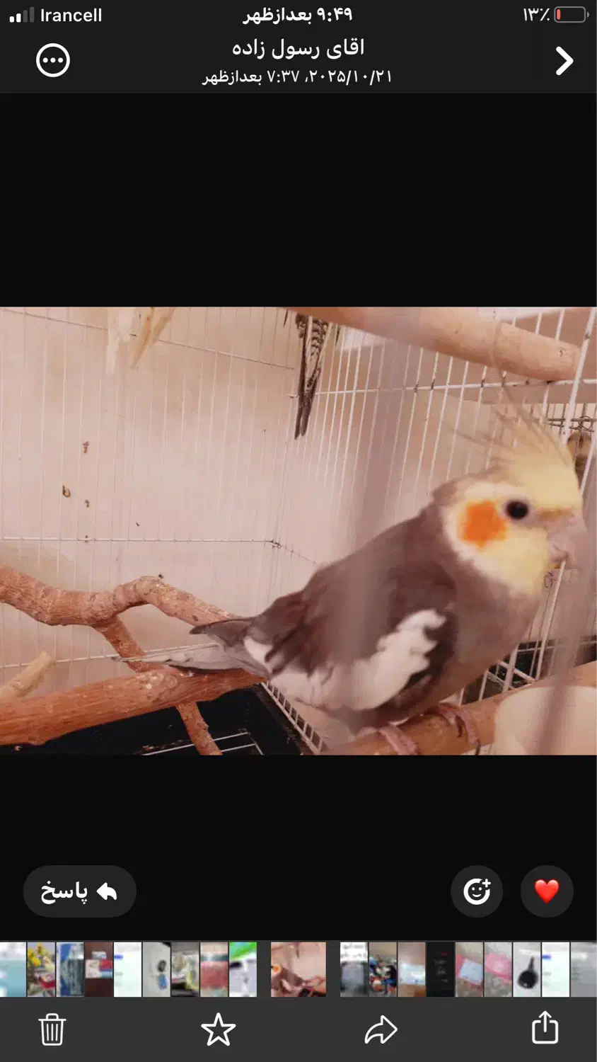 گم شده ابرسانی|حیوانات|برازجان, |دیوار