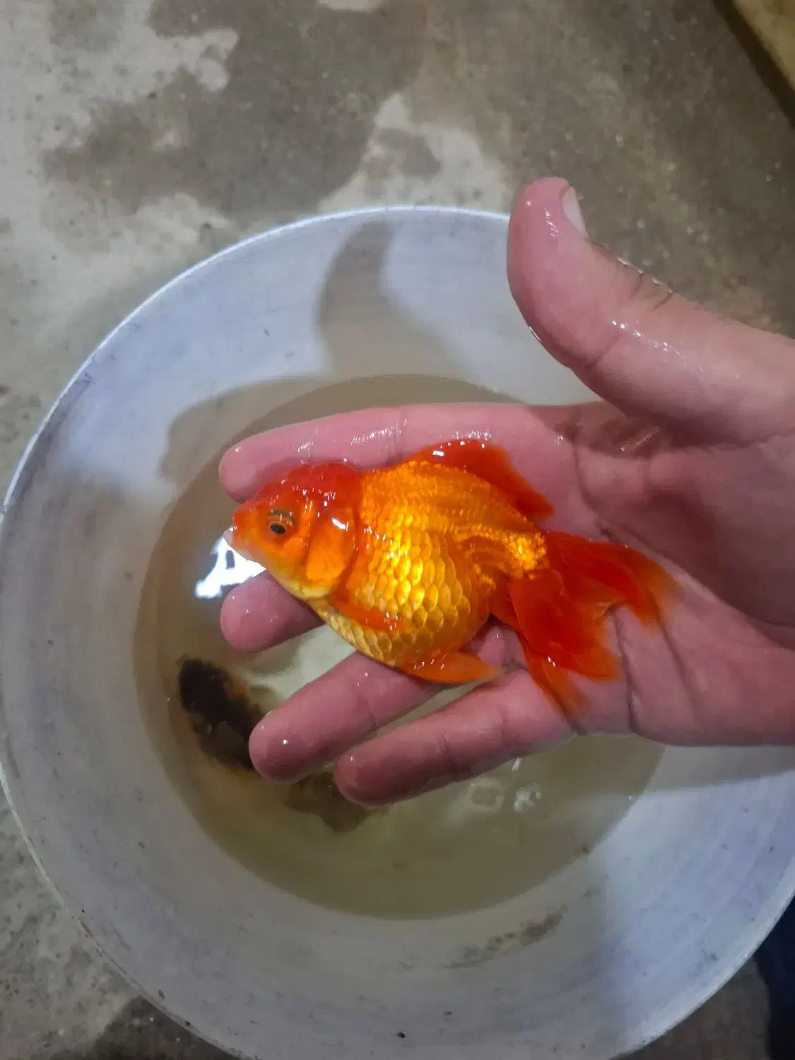 ماهی سایز ۴ اینچ|ماهی|ساوه, |دیوار