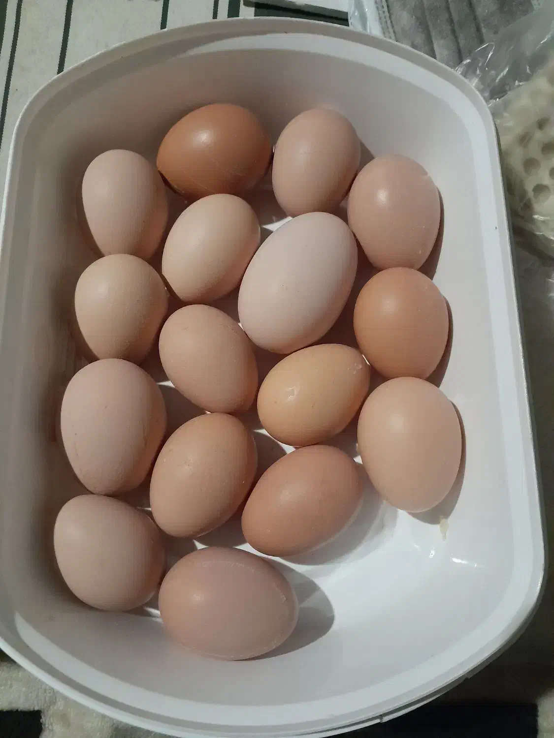 تخم مرغ محلی|خوردنی و آشامیدنی|بهشهر, |دیوار