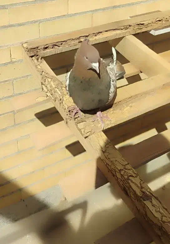 کفتر|پرنده|راور, |دیوار