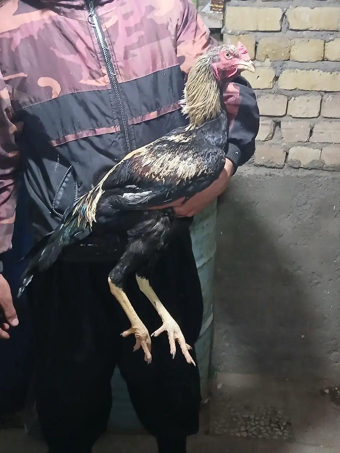 جوجه لاری|حیوانات مزرعه|قم, سالاریه|دیوار