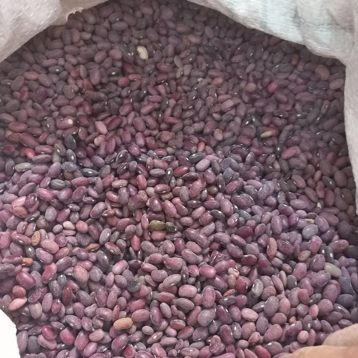 لوبیا قرمز|خوردنی و آشامیدنی|کبودرآهنگ, |دیوار