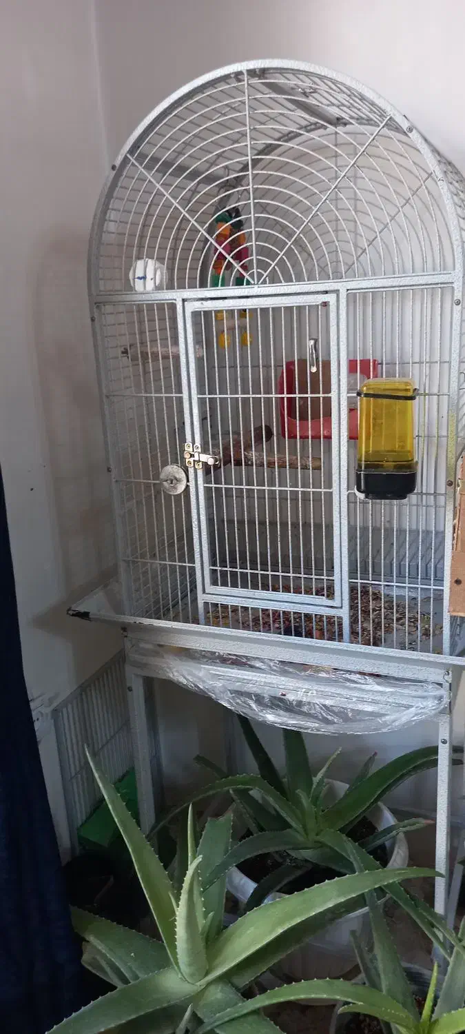 جفت طوطی ملنگو|پرنده|بهارستان, |دیوار