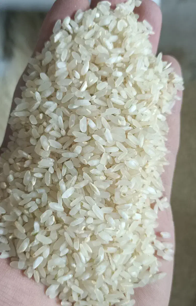 برنج کامفیروزی نو|خوردنی و آشامیدنی|مرودشت, بهارستان|دیوار