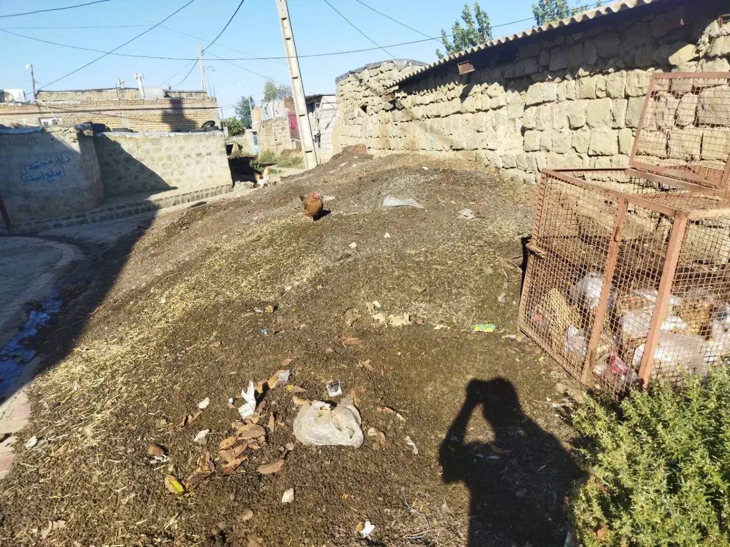 کود گوسفند (کود)|لوازم جانبی حیوانات|گرمی, |دیوار