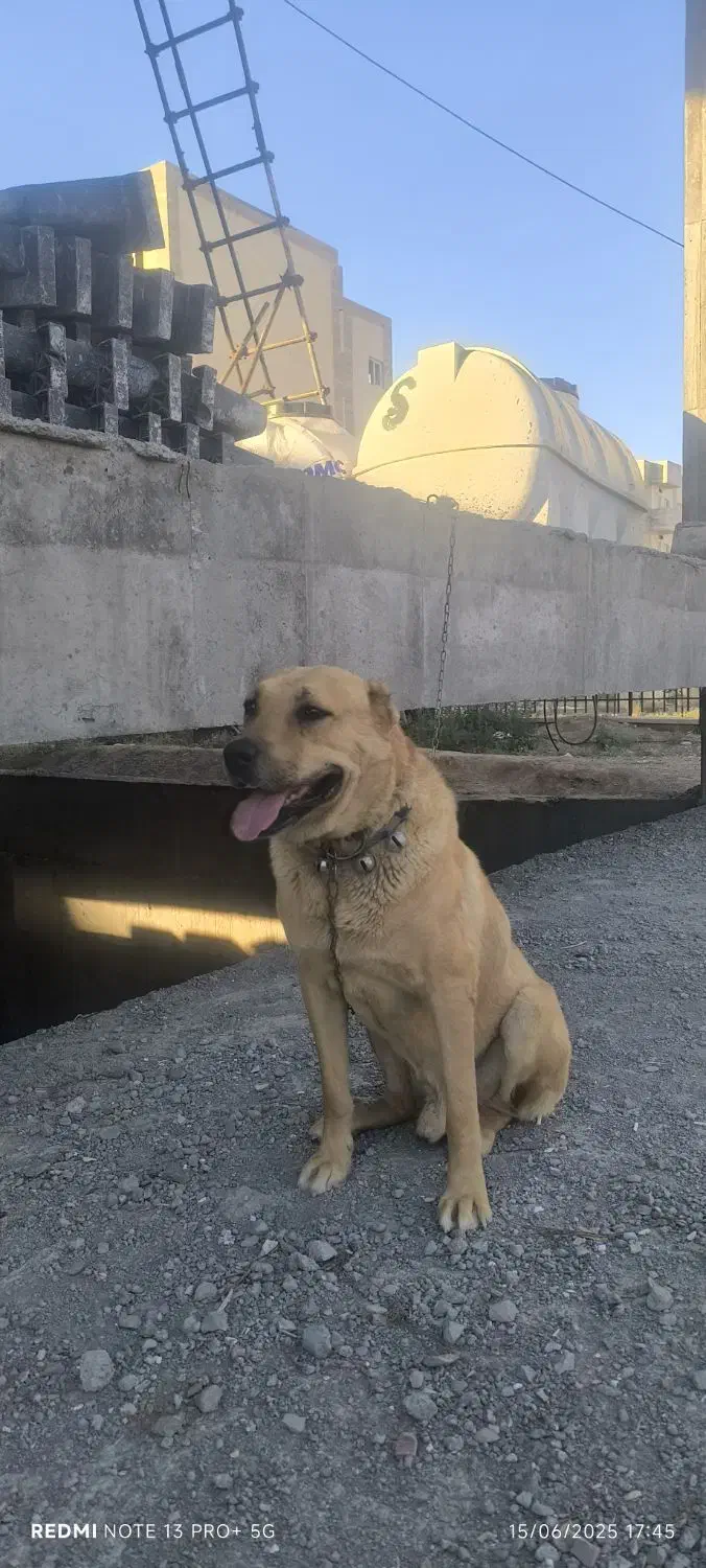 سگ سرابی|سگ|گلبهار, شهر جدید گلبهار|دیوار