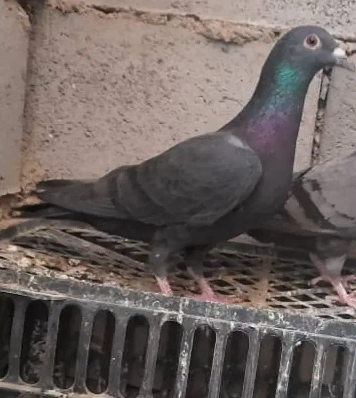 فروشی|پرنده|خاش, |دیوار