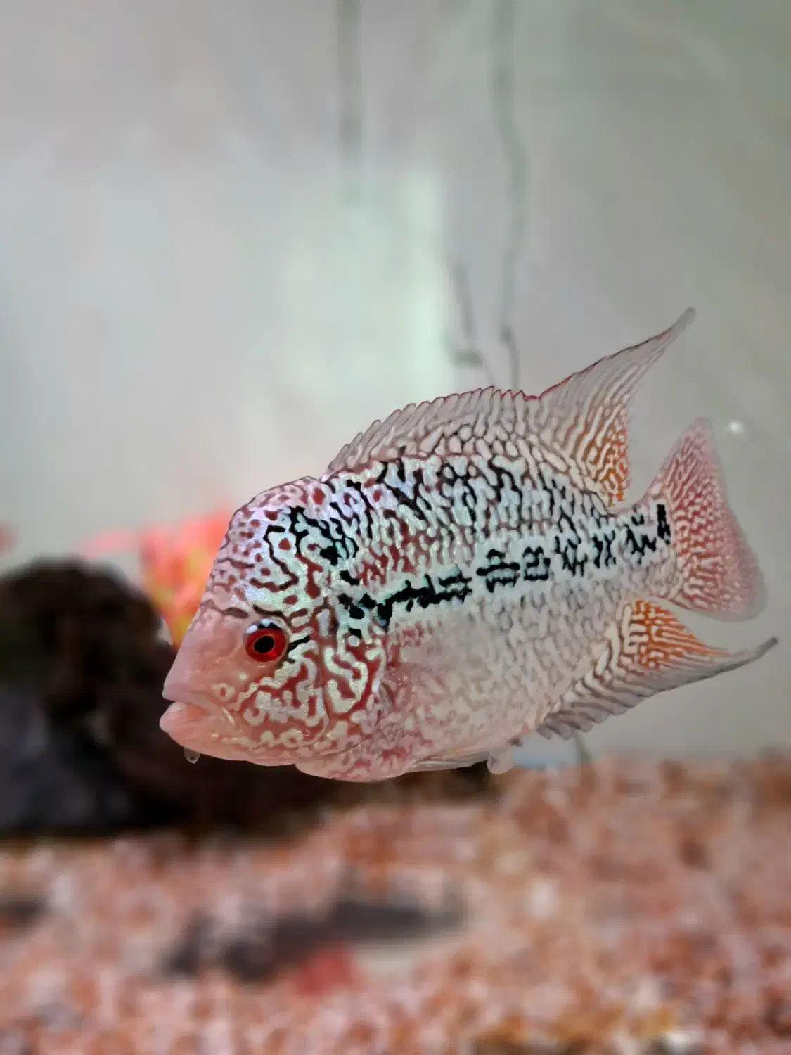 کامفا مولتی کالر کلکسیونی|ماهی|شیراز, گویم|دیوار