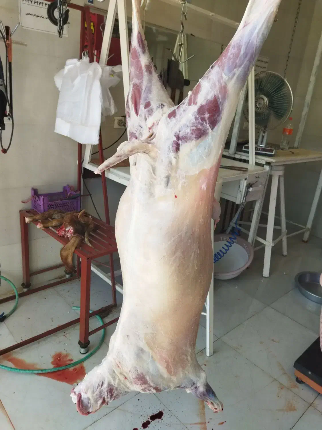 کهره،برهزندهوگوشتیدر،توابعارسنجان|حیوانات مزرعه|ارسنجان, |دیوار