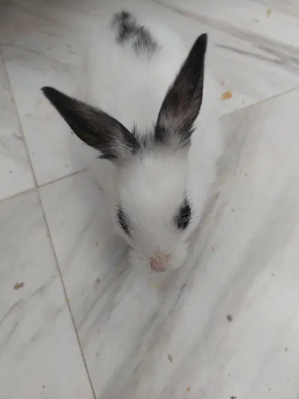 خرگوش مینیاتوری کوچک|موش و خرگوش|تهران, المهدی|دیوار