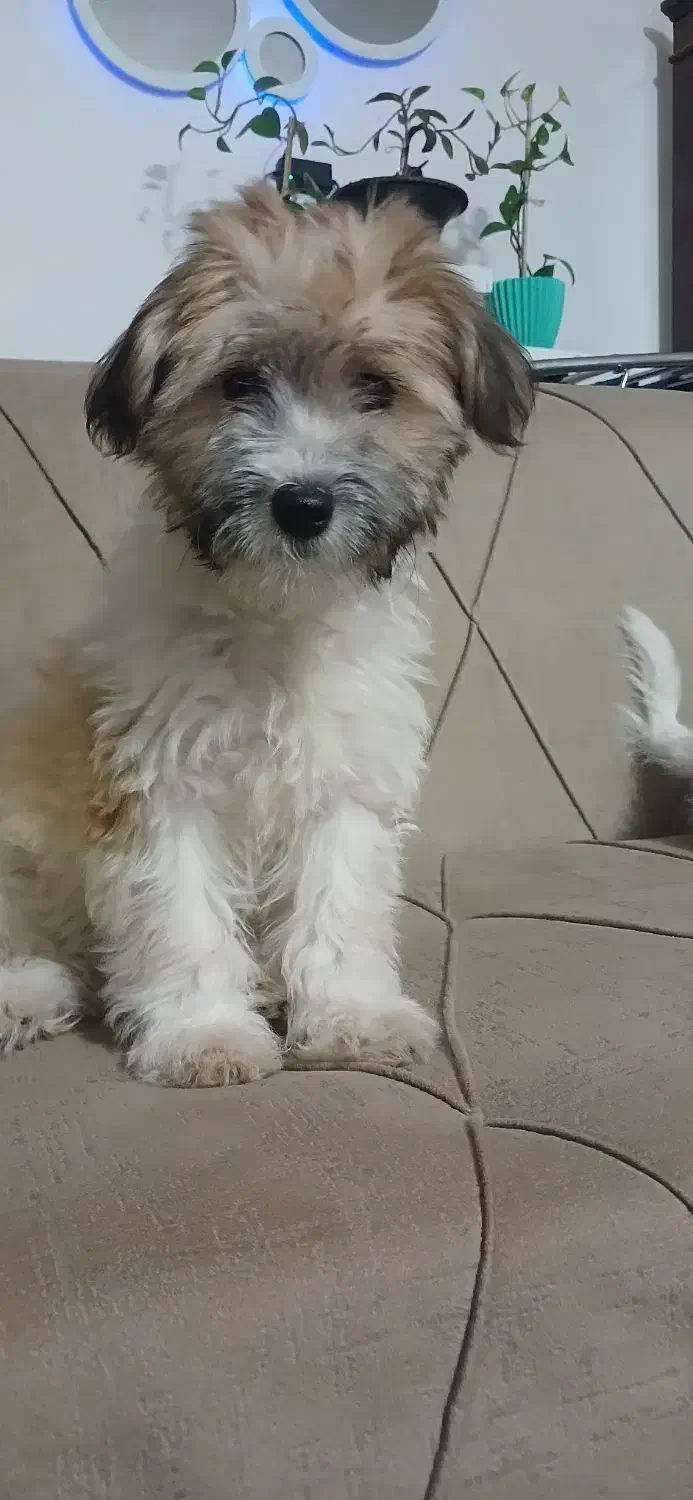 واگذاری سگ|سگ|مشهد, امیرآباد|دیوار