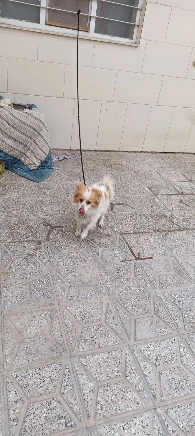 سگ پاپی|سگ|تربت‌حیدریه, منظر|دیوار