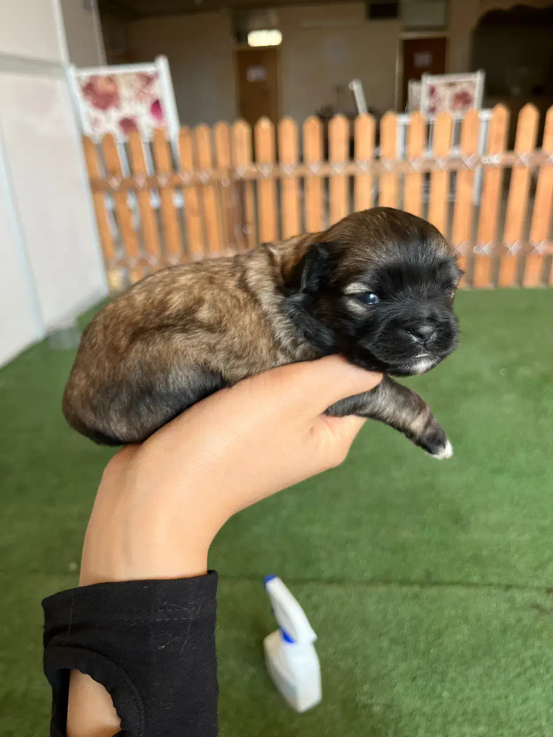 نیروی خانم برای پانسیون حیوانات|استخدام درمانی، زیبایی، بهداشتی|فلاورجان, |دیوار