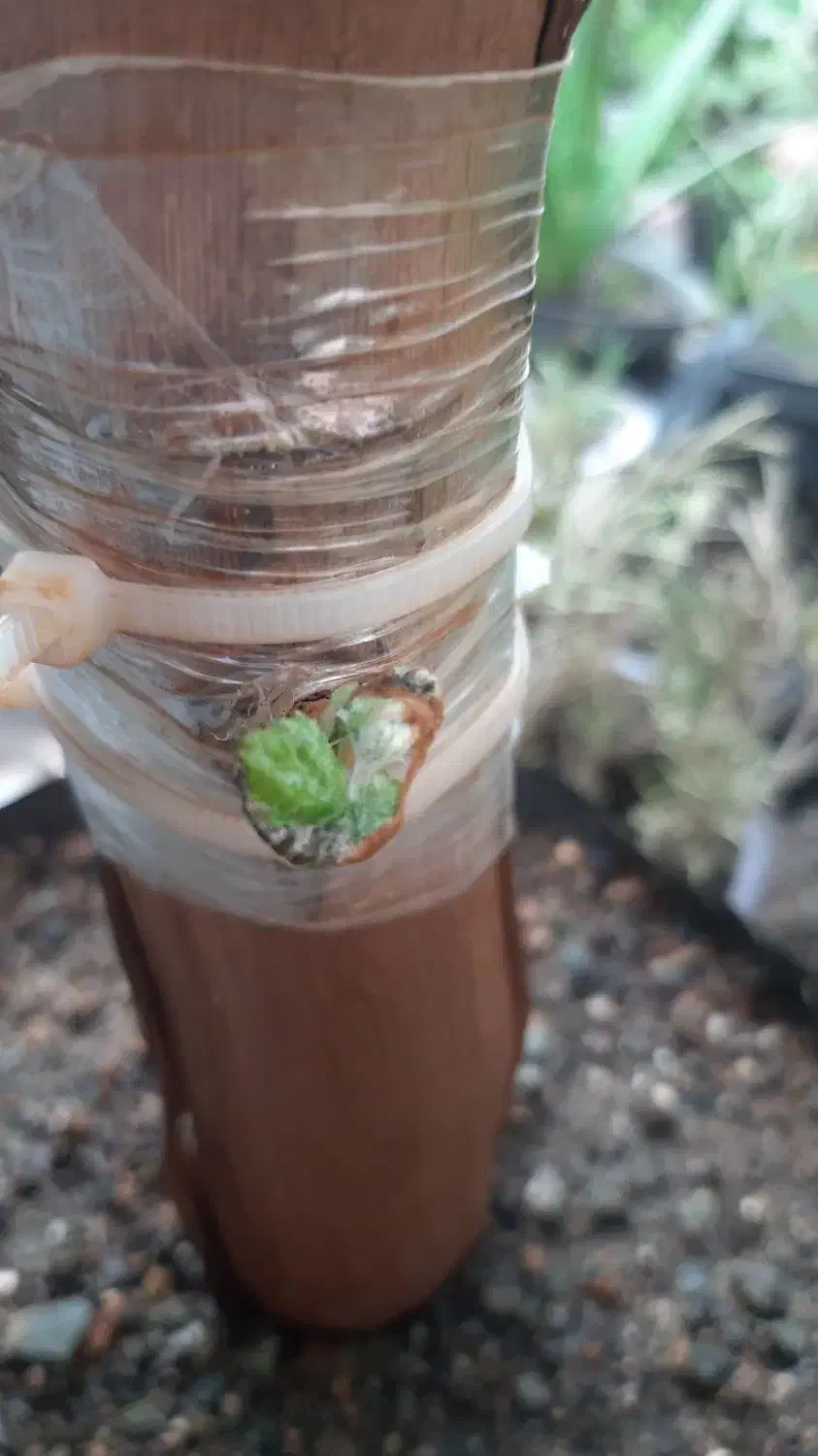 خدمات هـرس و داربستی کردن باغات انگور|خدمات باغبانی و درختکاری|سبزوار, باهنر|دیوار