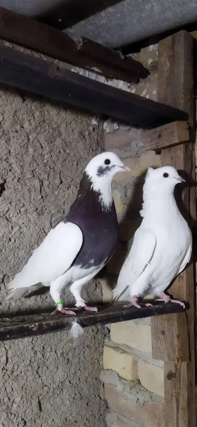 کبوتر پرشی تضمینی|پرنده|بهشهر, |دیوار