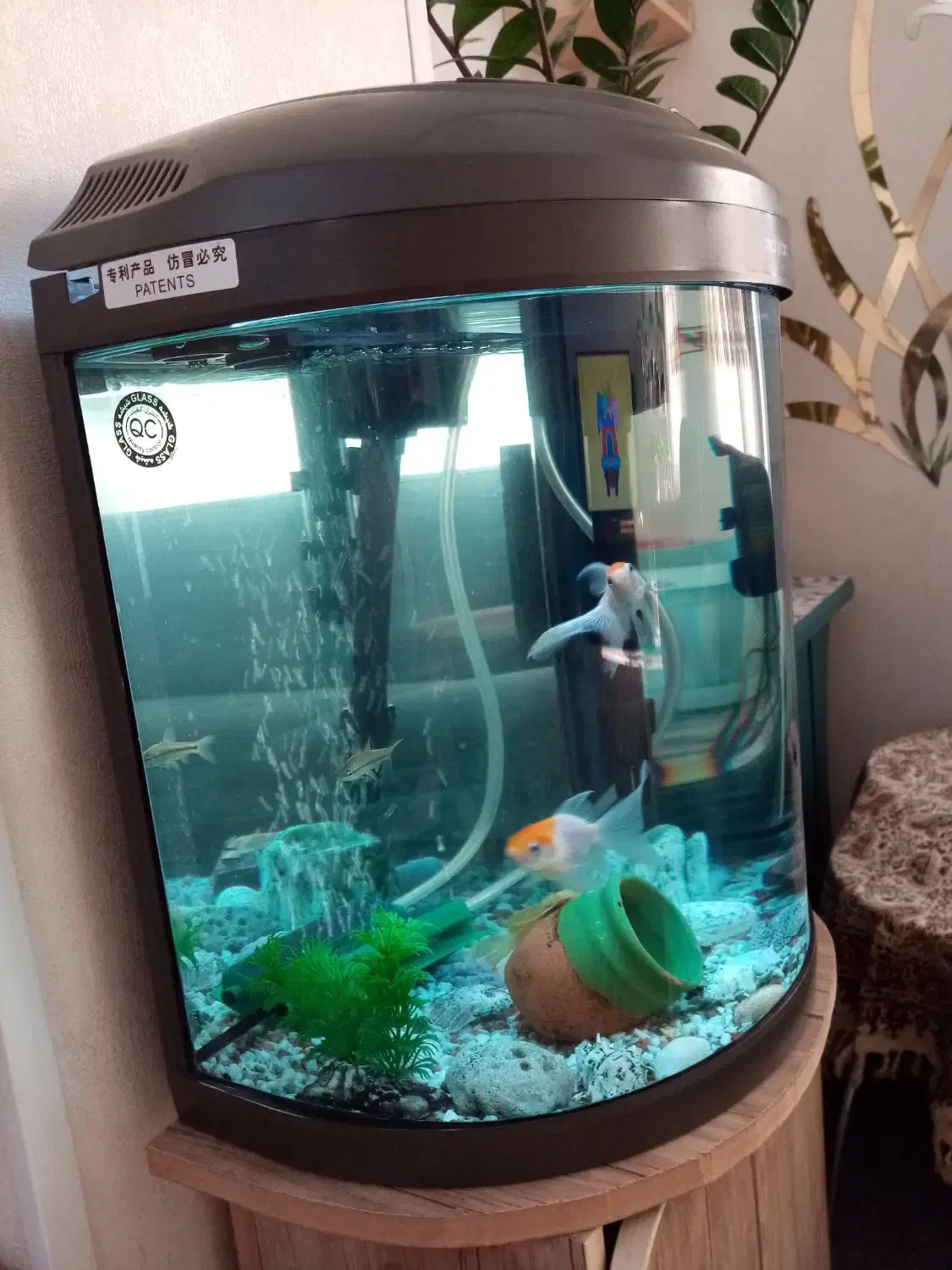 آکواریوم نیم دایره ماهیران|ماهی|شهریار, شهرک وائین|دیوار