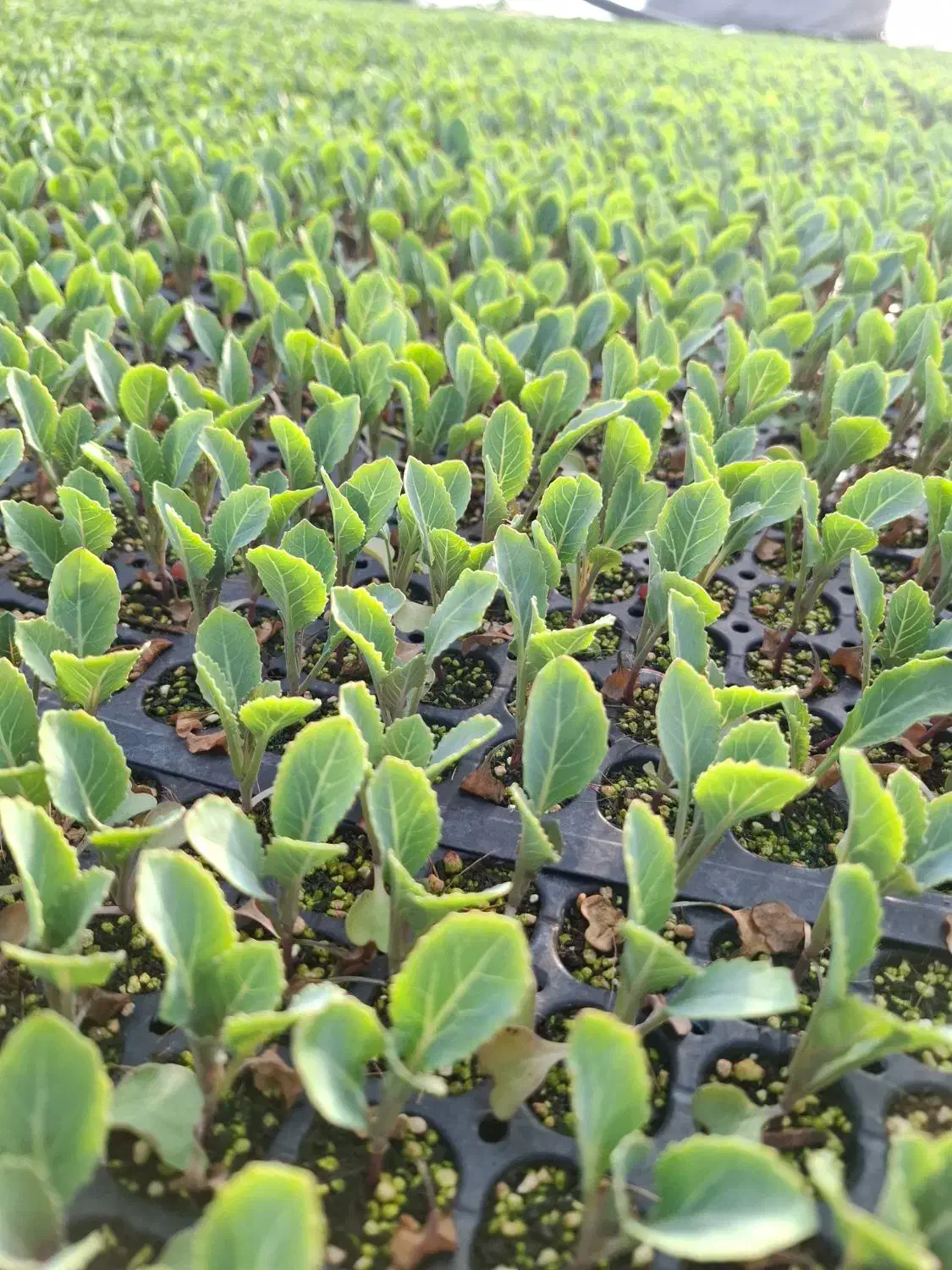 نشاگل کلم|گل و گیاه طبیعی|ساوه, |دیوار