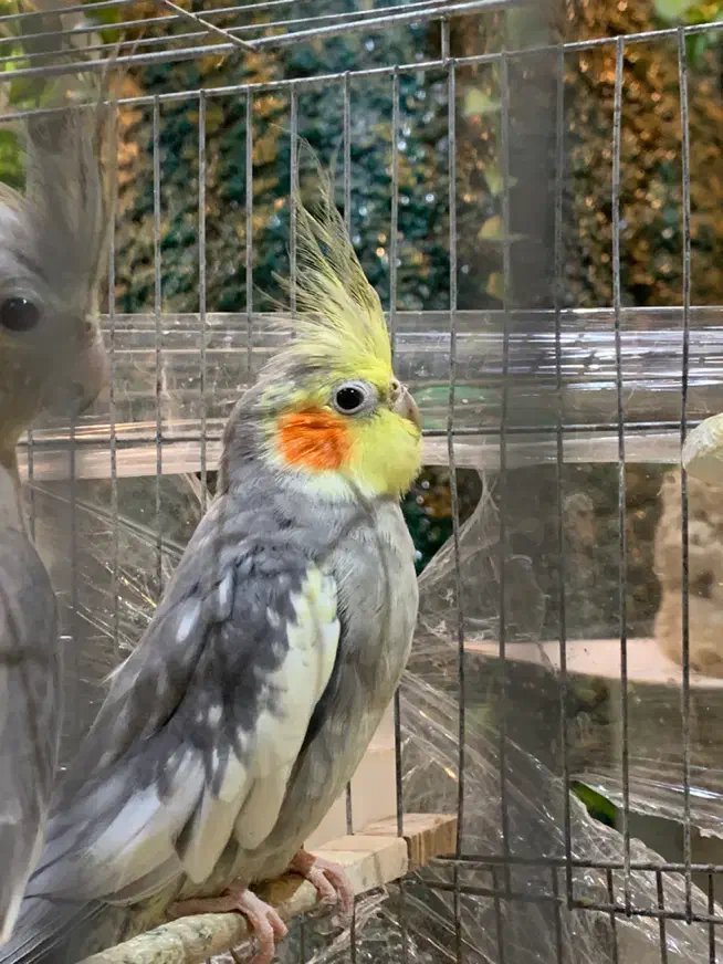 معاوضه با جفت کبوتر|پرنده|تهران, تهرانسر غربی|دیوار