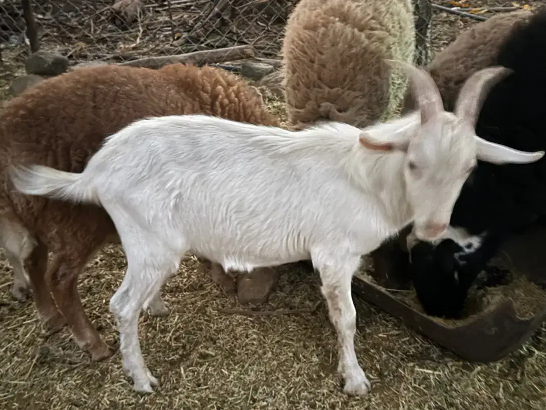 کهره نر سانن اصیل|حیوانات مزرعه|بم, |دیوار