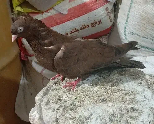 سرخ سوسنی|پرنده|مسجد سلیمان, |دیوار