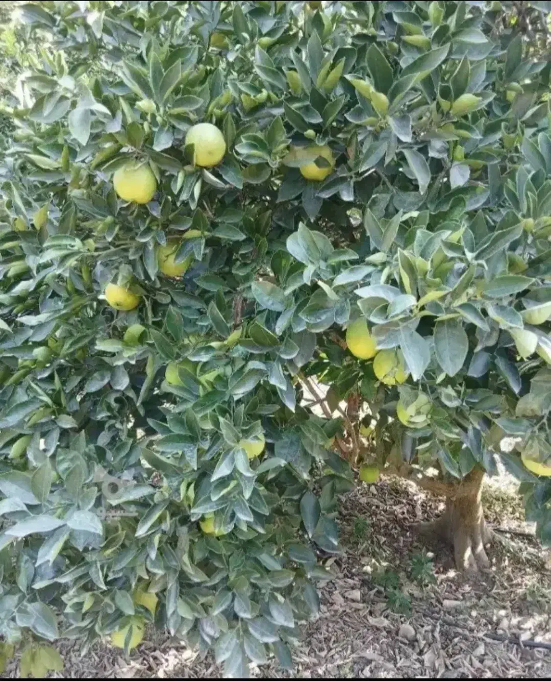 پرتقال و نارنگی تناج بالا به فروش میرسد|خوردنی و آشامیدنی|کردکوی, |دیوار