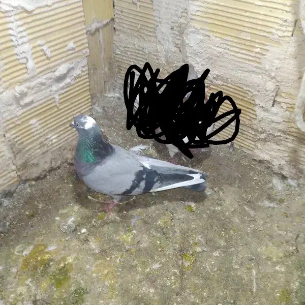 کبوتر|پرنده|مشگین شهر, |دیوار