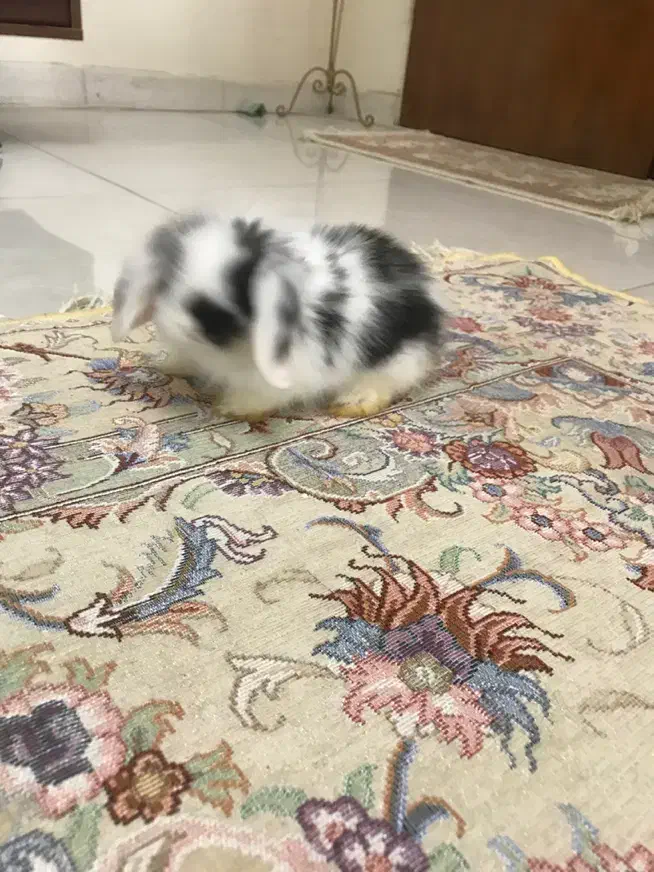 بچه خرگوش لوپ هلندی|موش و خرگوش|کرج, گوهردشت|دیوار