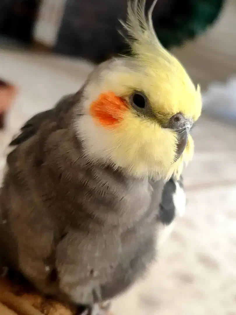 گمشده|حیوانات|فیروزآباد (فارس), |دیوار