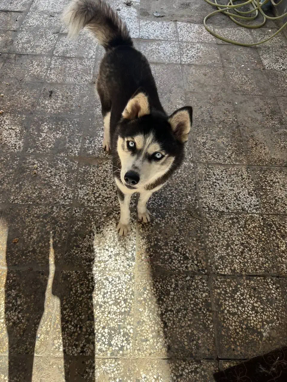 سگ هاسکی|سگ|آزادشهر, |دیوار