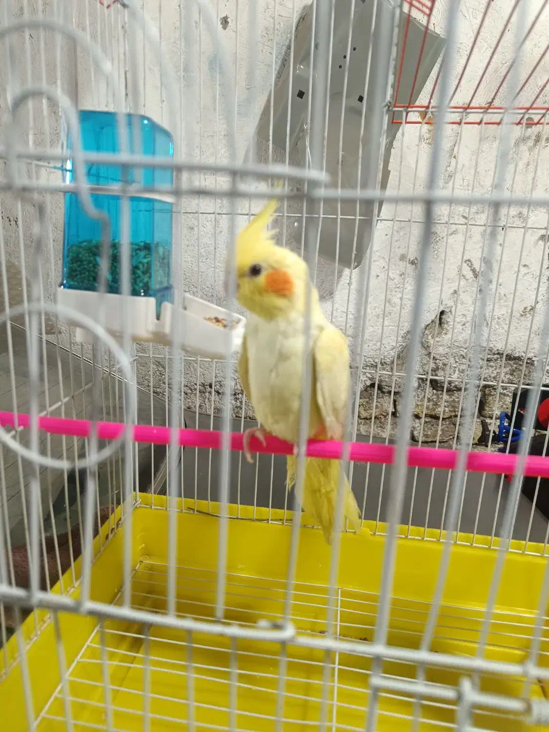 پرنده|پرنده|اردبیل, |دیوار