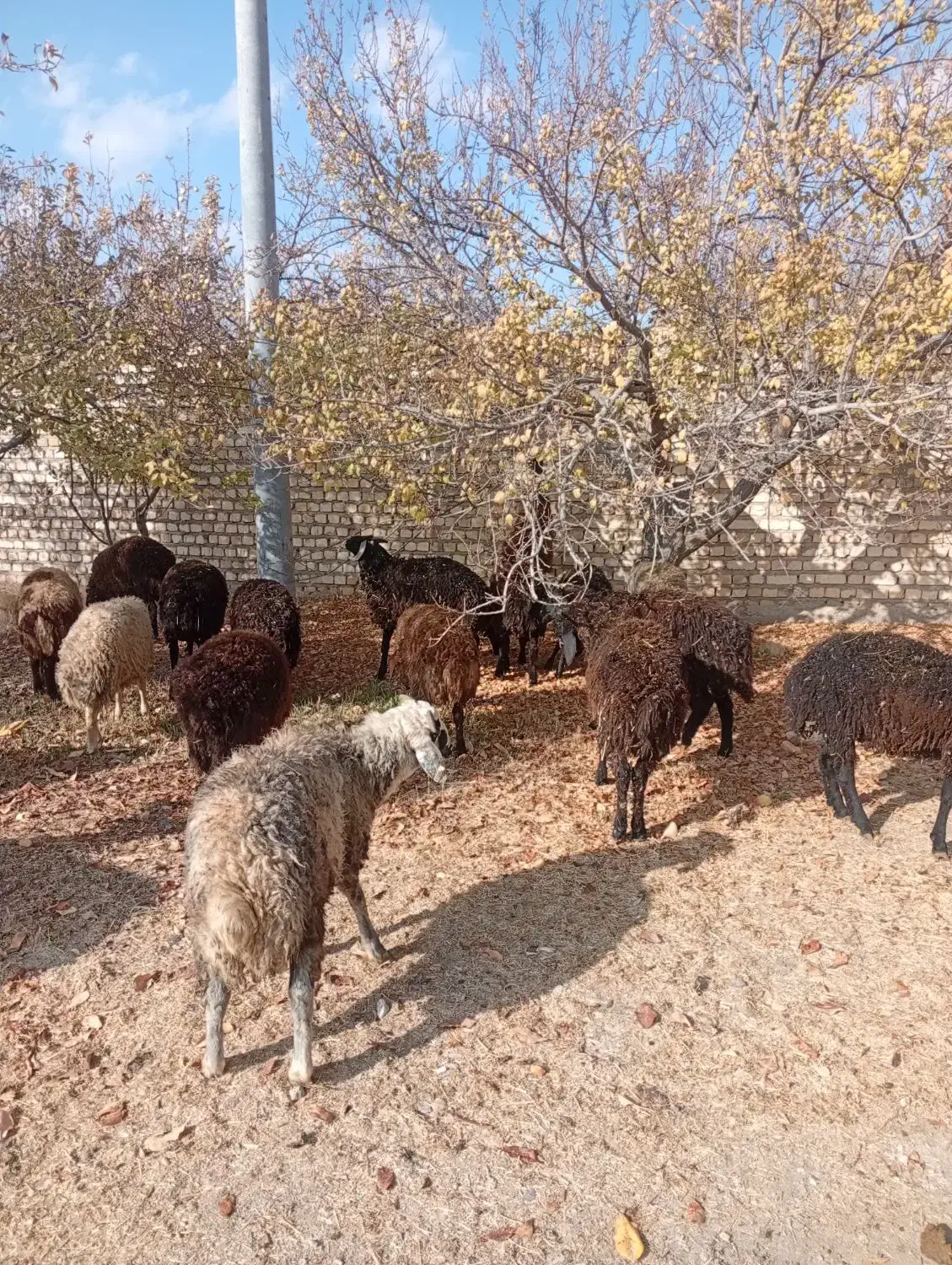بره نر پرواری و کشتاری|حیوانات مزرعه|تهران, جوادیه|دیوار