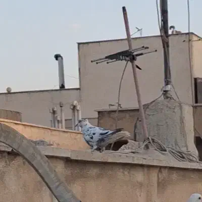 کبوتر سوسکی ماده ((گمشده))|پرنده|تهران, باغ خزانه|دیوار