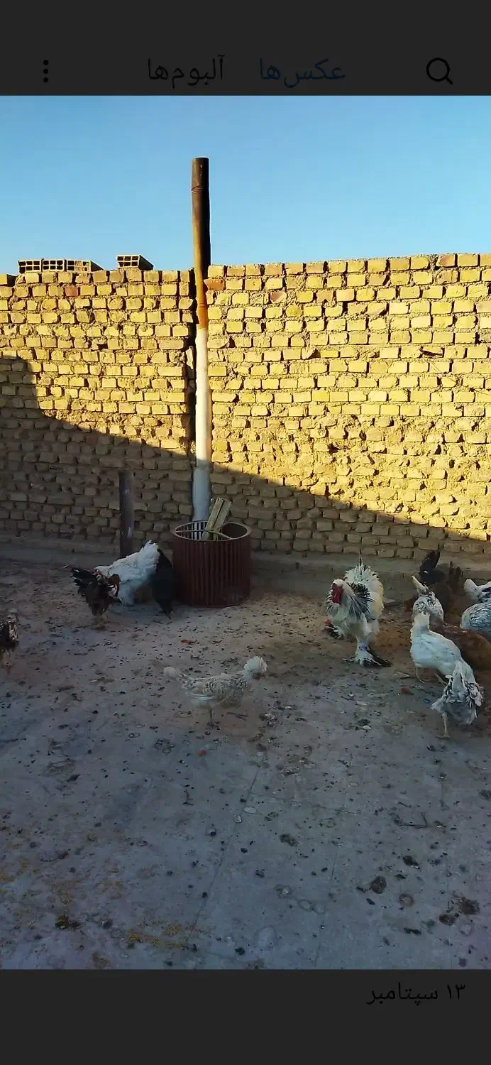 مرغ و خروس رسمی لهستانی|حیوانات مزرعه|یزد, |دیوار