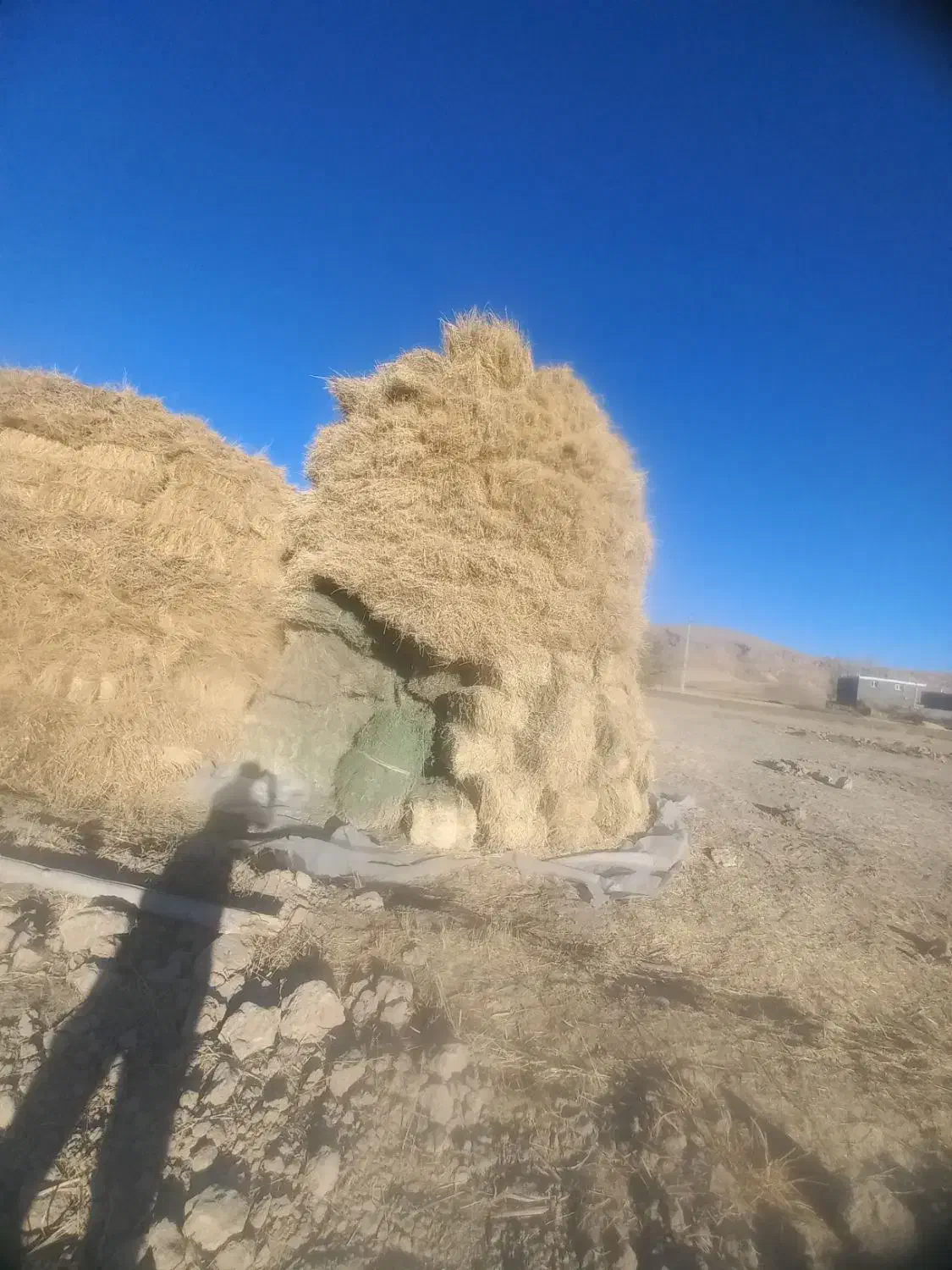 یونجه|حیوانات مزرعه|زنجان, |دیوار