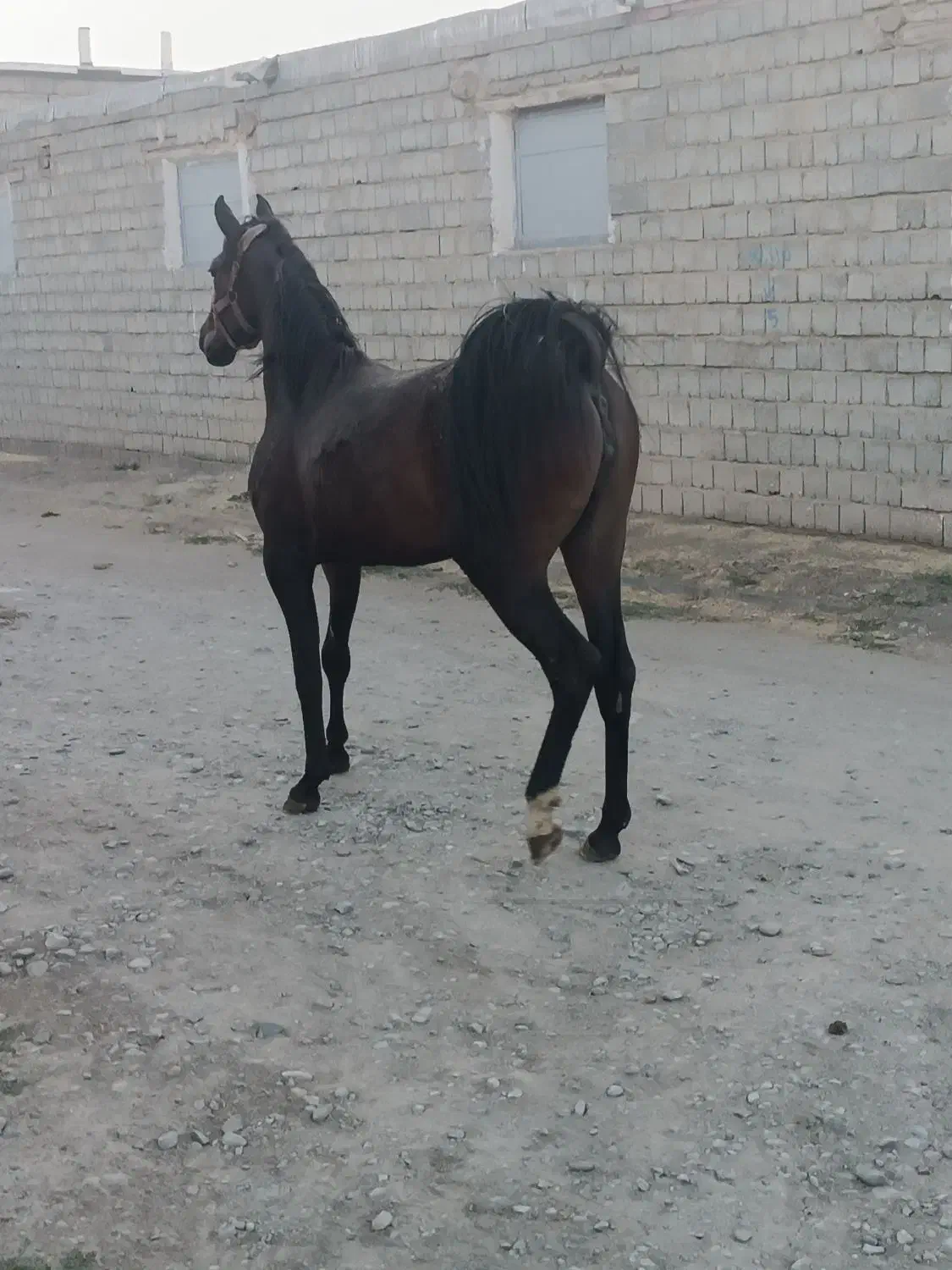 کره مادیان|اسب و تجهیزات اسب‌سواری|نقده, |دیوار