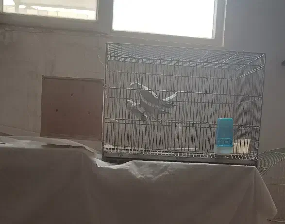 عروس هلندی مولد نژاد خاص|پرنده|همدان, |دیوار