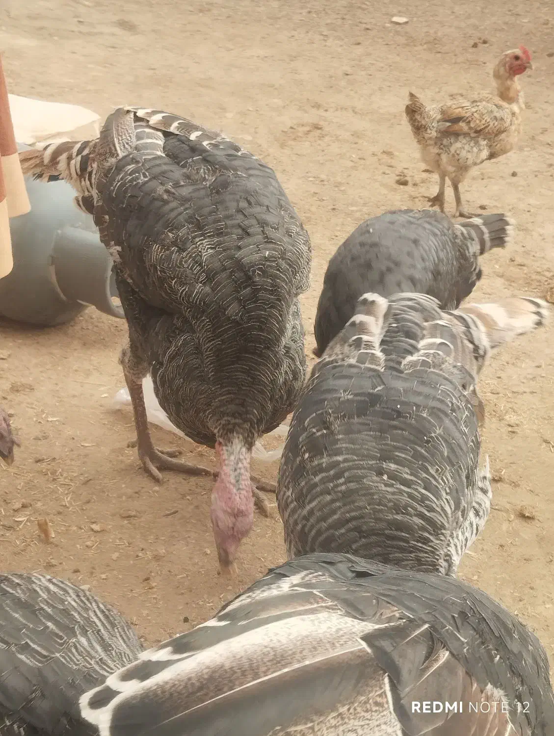 فروش بوقلمون خانگی کلی|حیوانات مزرعه|نیمروز, |دیوار