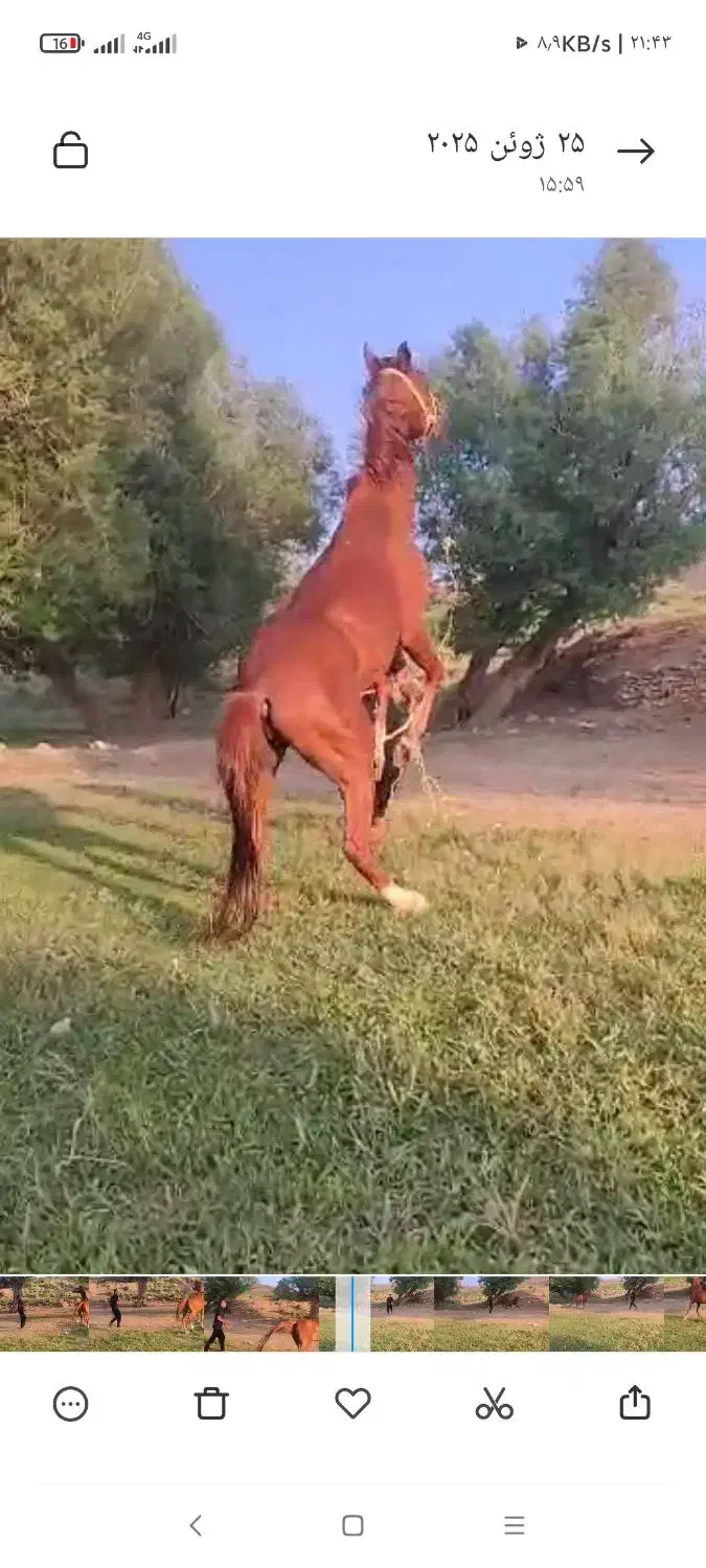 اسب نریونی|اسب و تجهیزات اسبسواری|دزفول, |دیوار