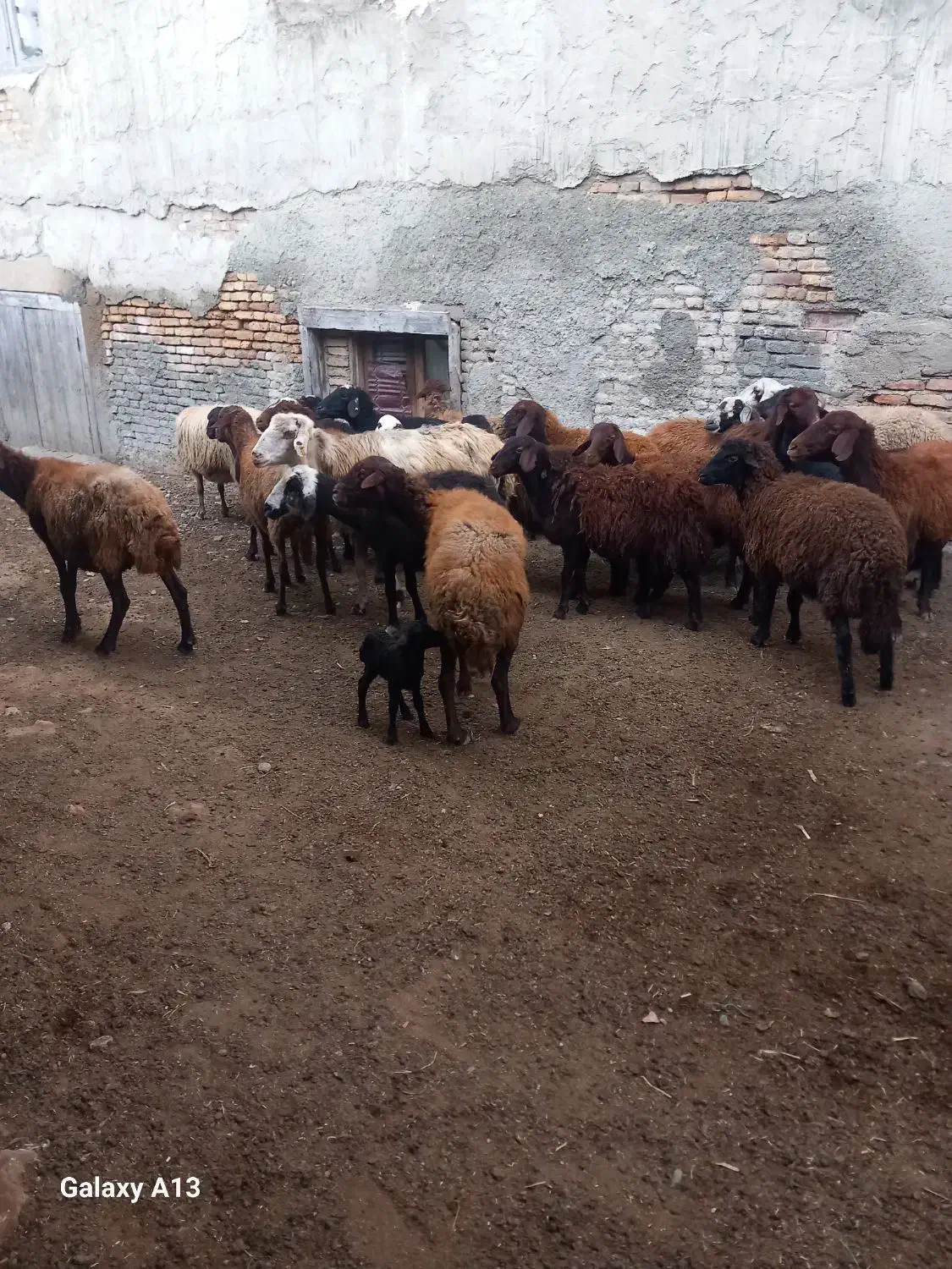 ۱۴عدد گوسفند دوعدد قوچ جوان یکی بره دار|حیوانات مزرعه|سیجوال, |دیوار