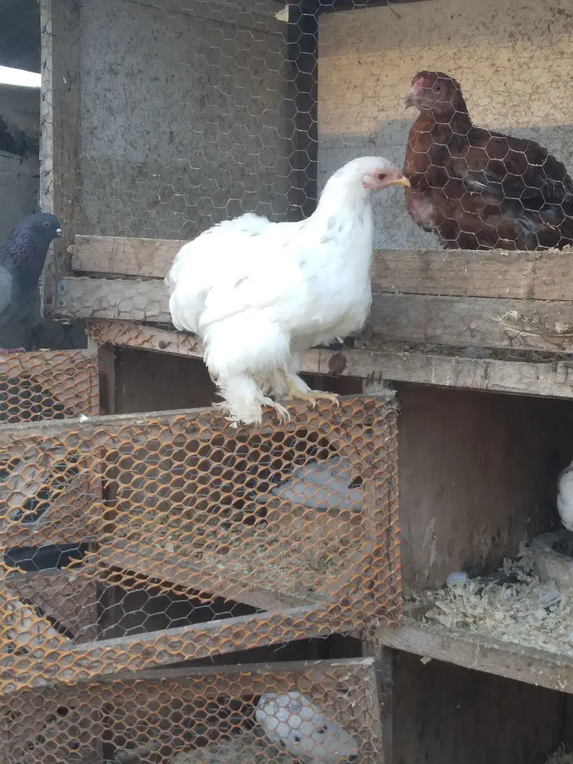 جوجه ۴ماهه کوشین|حیوانات مزرعه|لاهیجان, بوجایه|دیوار