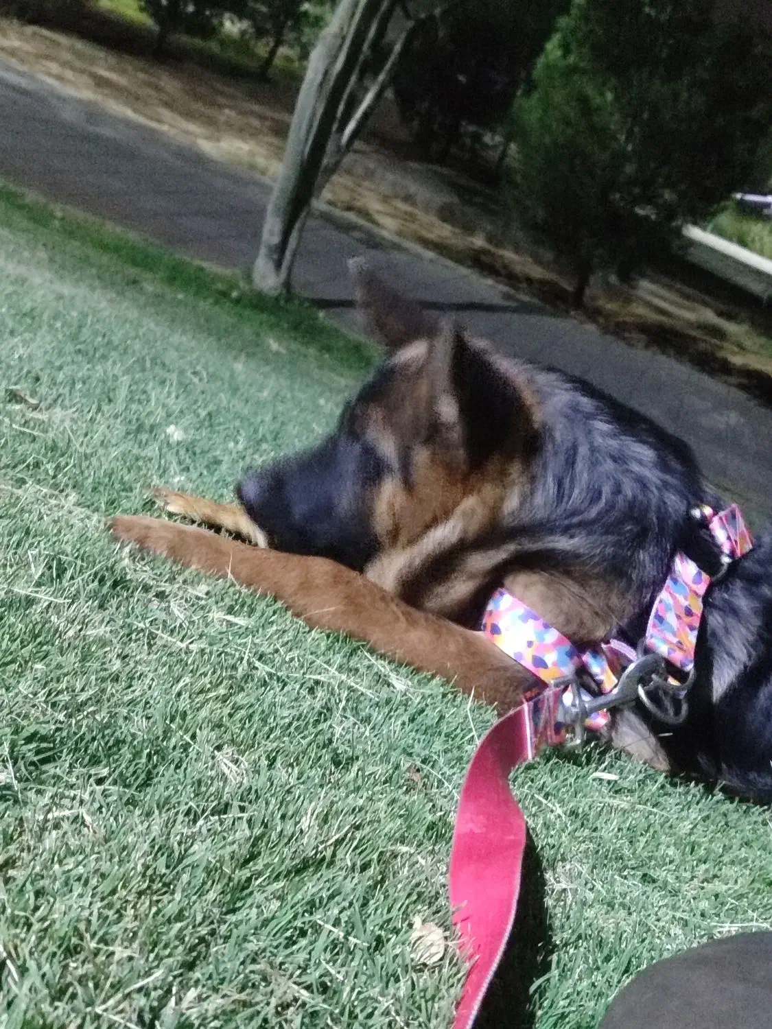 گمشده|سگ|ساوه, |دیوار