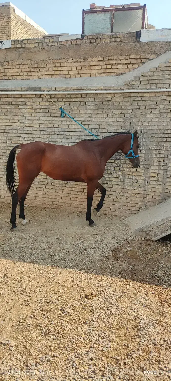 اسب مادیون|اسب و تجهیزات اسب‌سواری|باوی, |دیوار