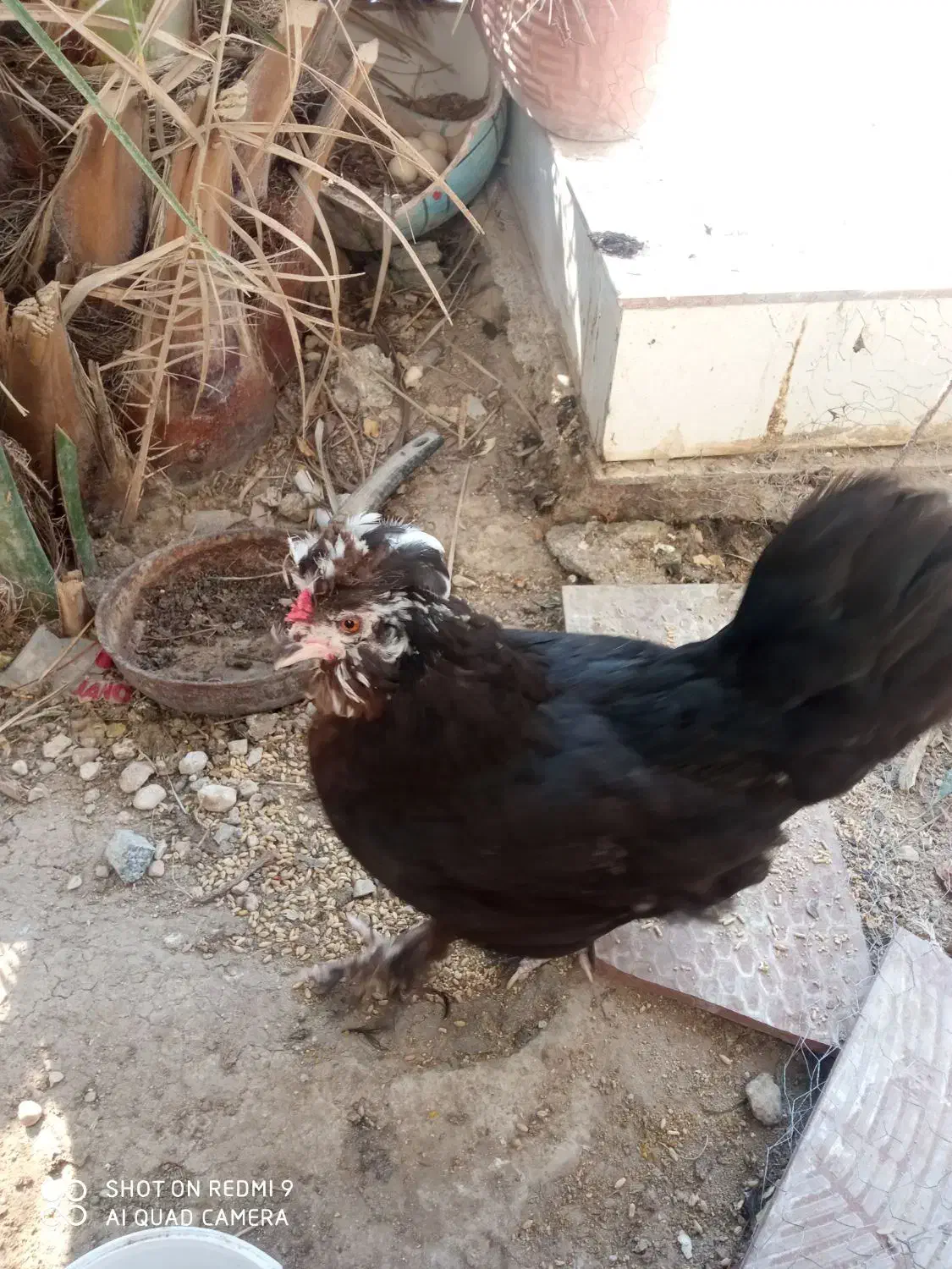 مرغ سلطان ونیمچه مرغ|حیوانات مزرعه|آبدان, |دیوار