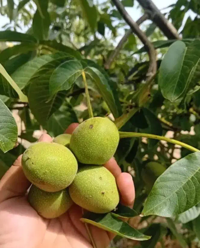 انواع نهال گردو پربار|گل و گیاه طبیعی|قوچان, |دیوار